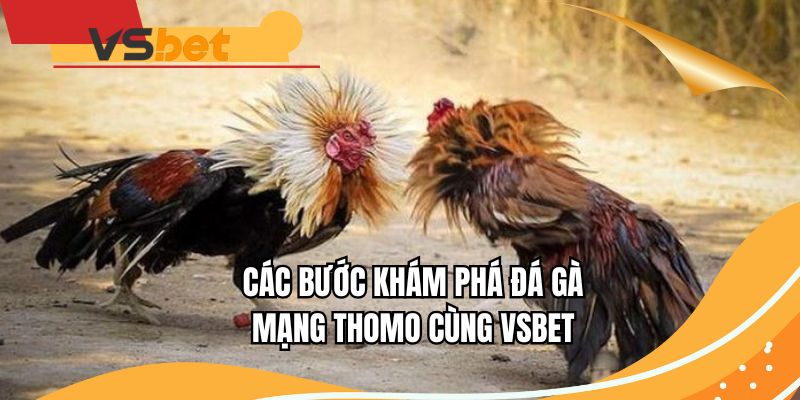 Các bước khám phá đá gà mạng Thomo cùng VSBET