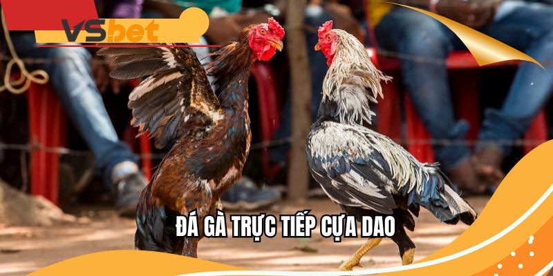 da-ga-truc-tiep-cua-dao