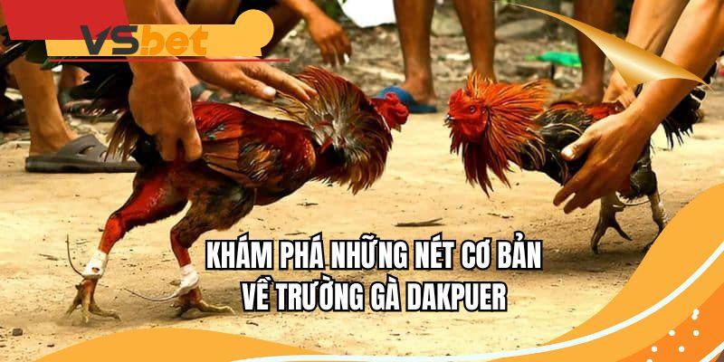 Khám phá những nét cơ bản về trường gà Dakpuer