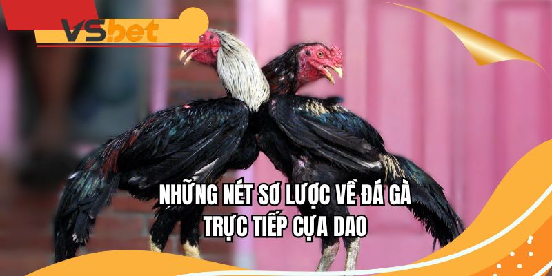 Những nét sơ lược về đá gà trực tiếp cựa dao