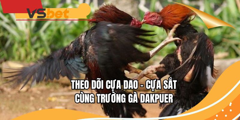 Theo dõi cựa dao - cựa sắt cùng trường gà Dakpuer