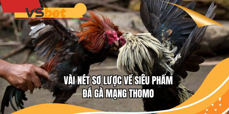 Vài nét sơ lược về siêu phẩm đá gà mạng Thomo